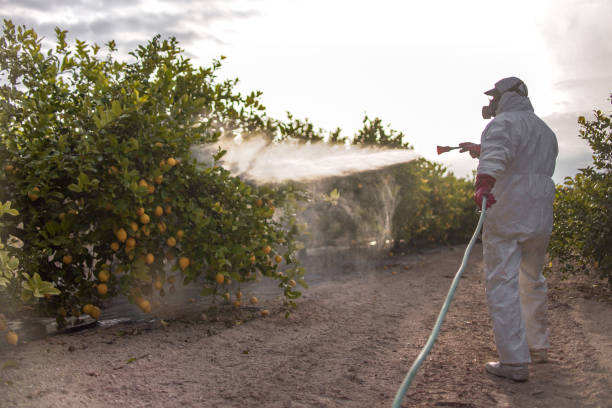 Insect Control in Selma, TX