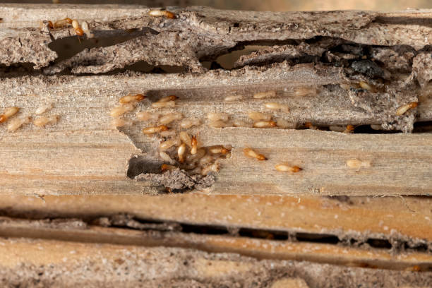 Best Emergency Pest Control  in Selma, TX